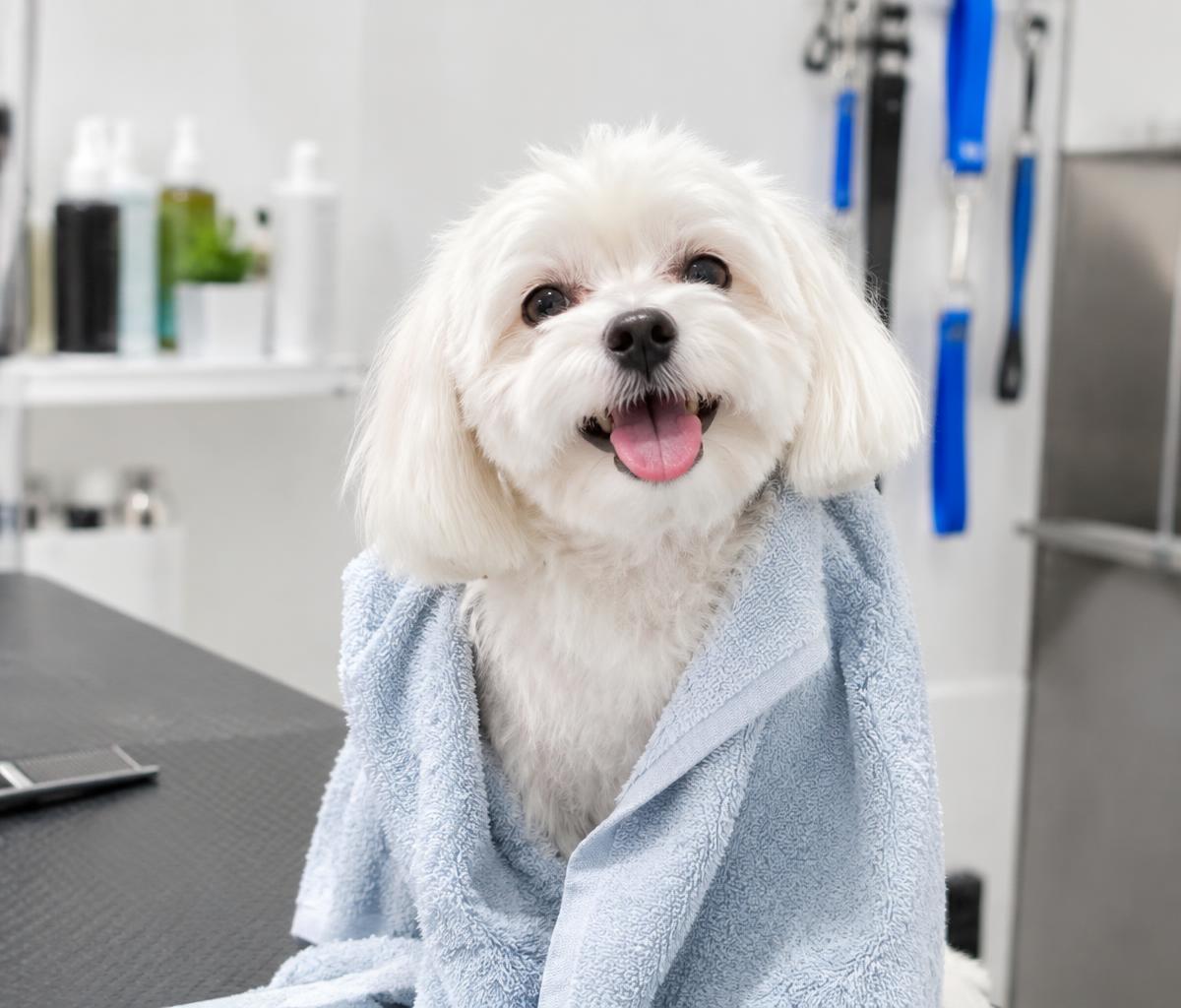 Cachorro branco enrolado na toalha após o banho (imagem ilustrativa)